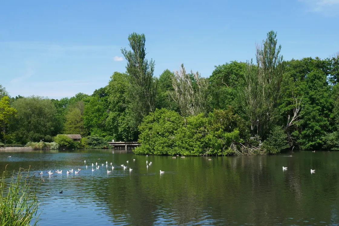 The lake at Kelsey Park, Beckenham