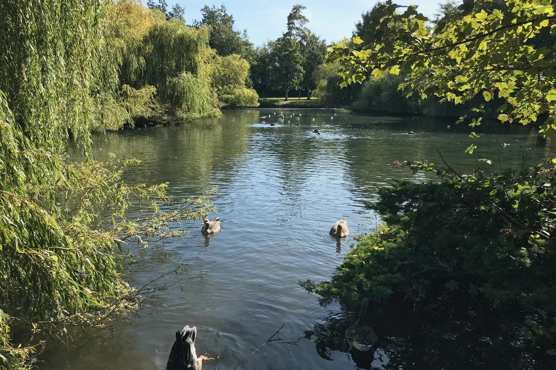 The pond and willows at Priory Gardens, Orpington