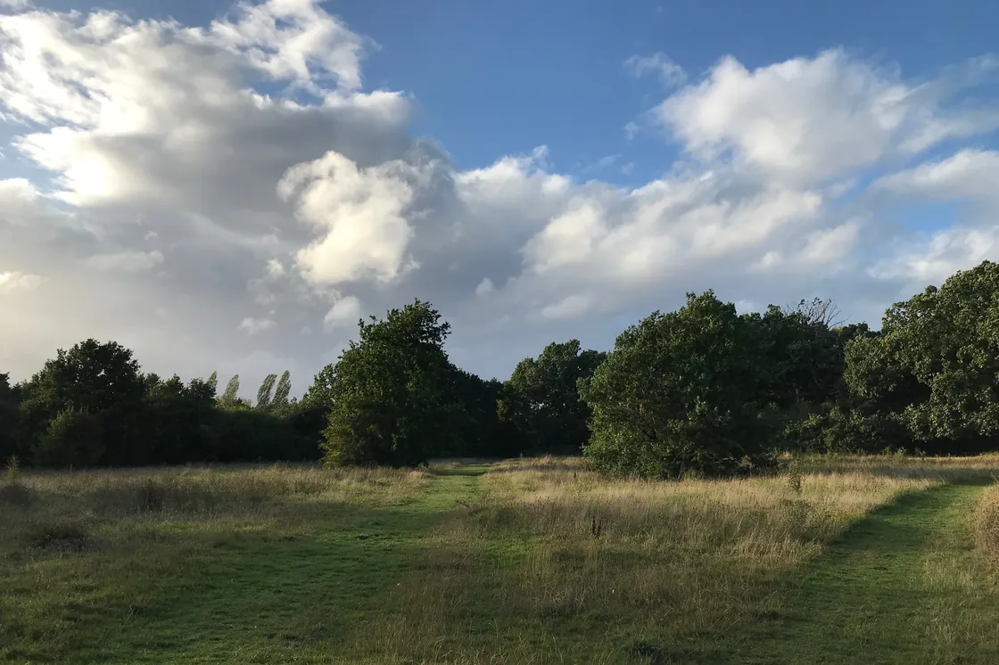 Grassland at Jubilee Country Park, Petts Wood